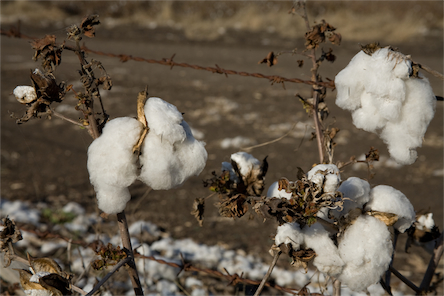 cotton%20plant.jpg