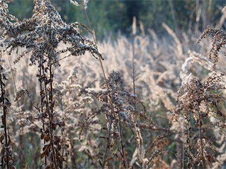 drygrass.jpg