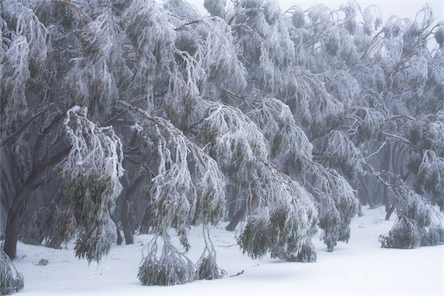 iced%20eucalypt%20forest.jpg