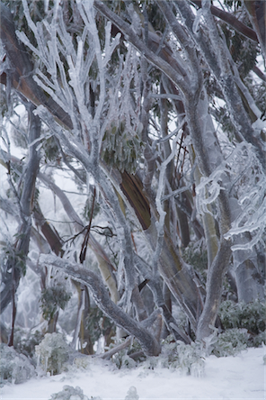 iced%20tree%20trunk.jpg