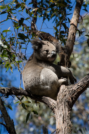 koala%20in%20tree.jpg