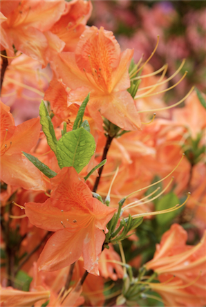 rhododendron-orange.jpg