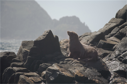 seal%20on%20rock.jpg