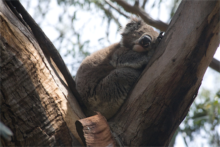 sleeping%20koala.jpg