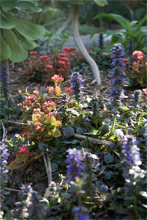 botanical-garden-flowers.jpg